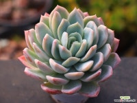 고스트버스터 C0150 - 엑스플랜트