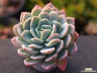 고스트버스터 C0150 - 엑스플랜트