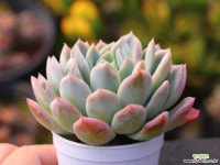 고스트버스터 C0150 - 엑스플랜트