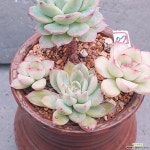 14피티ㅡ화분포함 - 엑스플랜트