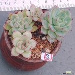 14피티ㅡ화분포함 - 엑스플랜트