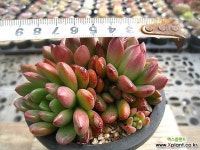 핑클루비0214-2 - 엑스플랜트