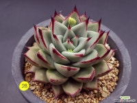 에보니 - 엑스플랜트