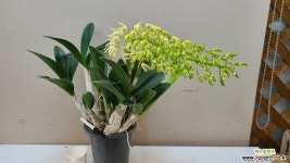 대명석곡.특대품.아주좋은향.향기끝내줌. 15촉.상태굿.꽃대.인기상품.고급종.아주좋은상품. : 석곡 - 엑스플랜트