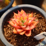 짧은잎적성 960216 - 엑스플랜트