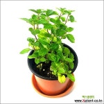 들꽃향기 공기정화 초화식물 페퍼민트 : 허브 - 엑스플랜트