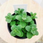 김규리플라워/ 다양한 효능의 향긋한 애플민트 (모히토) : 허브 - 엑스플랜트