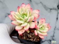 미니벨금 2-314 - 엑스플랜트