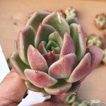수입)아이보리에보니 - 엑스플랜트