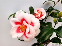 아메리카나 동백/25-동일품배송 : 야생화 - 엑스플랜트