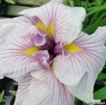 엔사타 아이리스 컵케이크 (1set 2뿌리) : 야생화 - 엑스플랜트