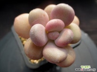 월미인 2-364 - 엑스플랜트