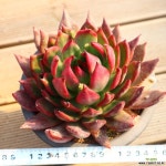 헬리아 960217 - 엑스플랜트