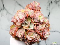 수연(대) 3-268 : 다육식물 - 엑스플랜트