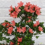 녹산 왜철쭉25 - 노지월동 : 야생화 - 엑스플랜트