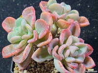 올펫021706 - 엑스플랜트