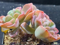 올펫021706 - 엑스플랜트