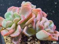 올펫복지협동조합 | 올펫021706 - 엑스플랜트