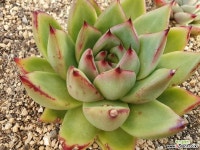 마리아 ky - 엑스플랜트