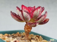 환엽홍사 3-354 - 엑스플랜트