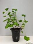유럽제라늄 메간한나 묵은둥이/동일품배송 : 관엽식물 - 엑스플랜트 유럽제라늄  메간한나 묵은둥이/동일품배송  : 관엽식물 - 엑스플랜트