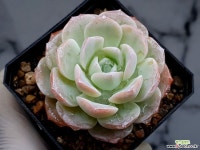 달비(중대) 3-207 - 엑스플랜트