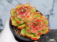 레드이글(중대) 4-259 - 엑스플랜트