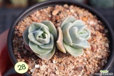 러블리로즈 0218-28 - 엑스플랜트 러블리로즈 0218-28  - 엑스플랜트