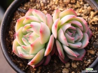 실루엣 군생 C0007 - 엑스플랜트