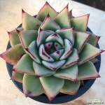 봉황 경매-다육식물  