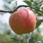 사과나무 결실주 지름5cm : 과일/열매 나무 묘목 - 엑스플랜트