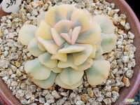 큐빅프로스티금(복륜금) : 다육금 - 엑스플랜트