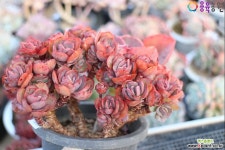 수연(자연군생)2-80 - 엑스플랜트