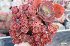 수연(자연군생)2-80 - 엑스플랜트