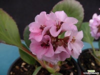 설화(히말라야바위취) : 야생화 - 엑스플랜트