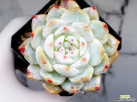 성영(얼큰이) 6-6 - 엑스플랜트