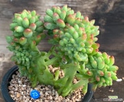 팔천대철화 - 엑스플랜트