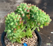팔천대철화 - 엑스플랜트