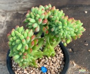 팔천대철화 - 엑스플랜트