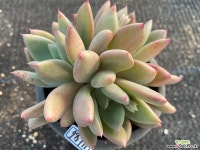 스피카4686 - 엑스플랜트