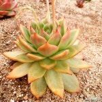 니폰마리아대품(모주급) - 엑스플랜트