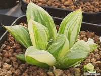 하월시아금 102-1907 - 엑스플랜트