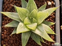 하월시아 102-1927 - 엑스플랜트