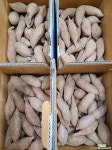안면도호박고구마 5KG(한입) : 다육식물 - 엑스플랜트