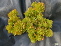 팔천대철화대품 - 엑스플랜트