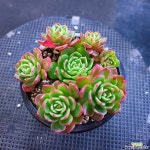 세쿤다바이낸시381-2 - 엑스플랜트