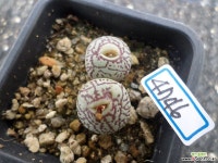 위트버젠스rr714(4746) - 엑스플랜트