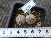 위트버젠스rr714(4746) - 엑스플랜트