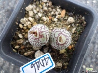 위트버젠스rr714(4746) - 엑스플랜트