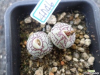 위트버젠스rr714(4746) - 엑스플랜트